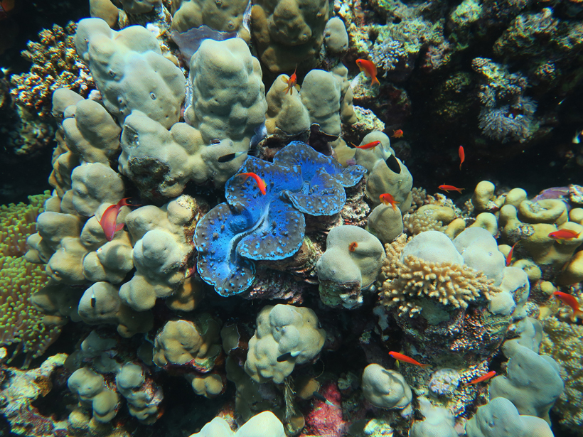 Coral reef