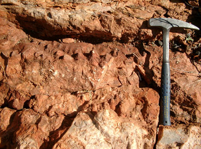 A close up of a reddish rock formation in Western Australia containing conical features called stromatolites