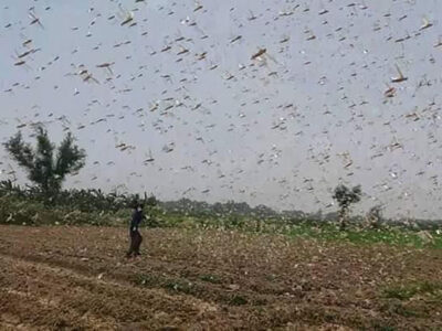 Thousands of locusts descend on an agricultural field Thousands of locusts descend on an agricultural field