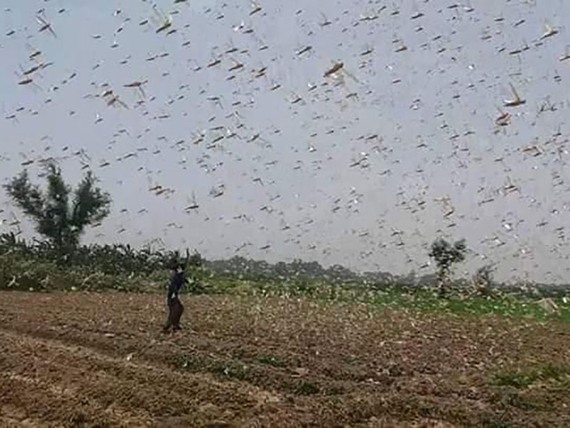 Record Locust Swarms Hint at What's to Come with Climate Change - Eos