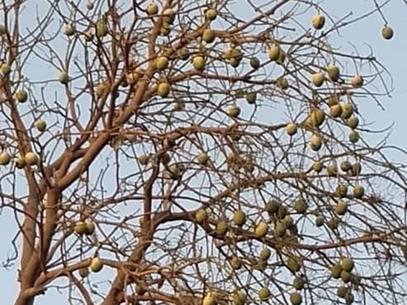 A mango tree is devoid of its leaves, which have been eaten by desert locusts