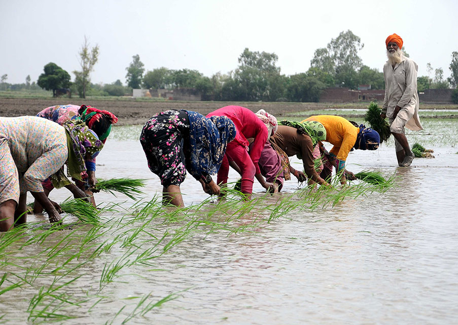 A row of women crouch to plant rice in a flooded paddy