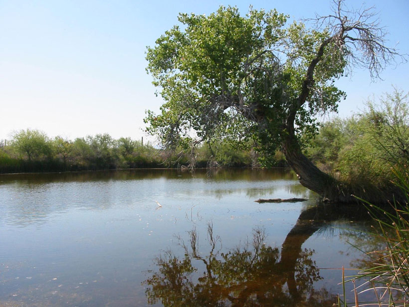 Quitobaquito Springs is a tranquil pond at Organ Pipe Cactus National Monument
