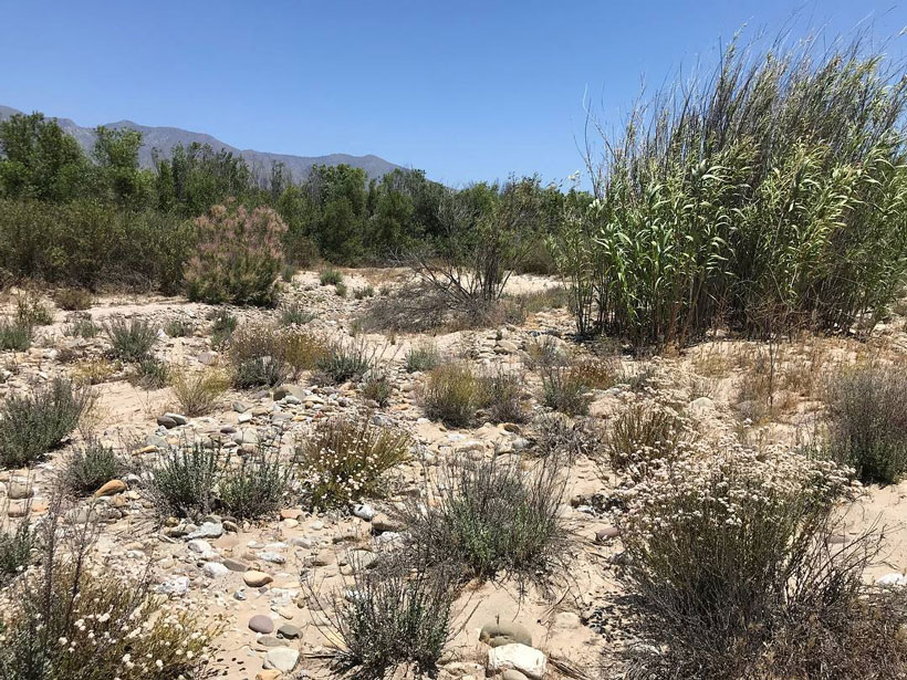 Dry, vegetated landscape near the Santa Clara River in California