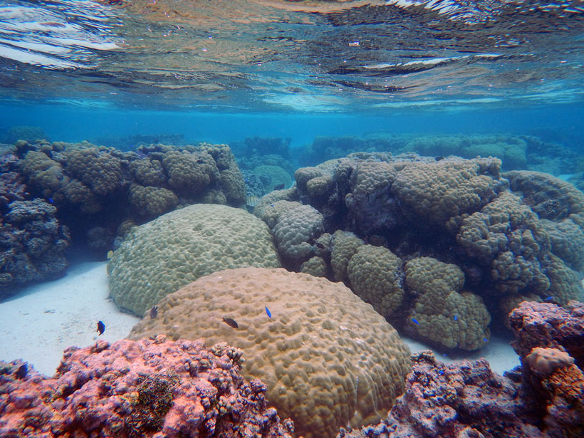 A view of corals just below the ocean surface off American Samoa