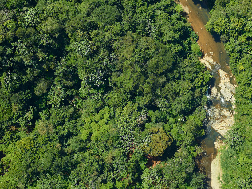 Aerial view of treetops, vegetation, and a stream in Puerto Rico