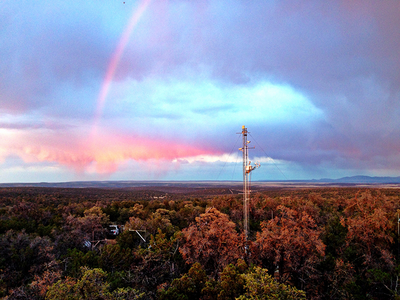 An AmeriFlux instrument tower rises above treetops in a New Mexico piñon-juniper forest