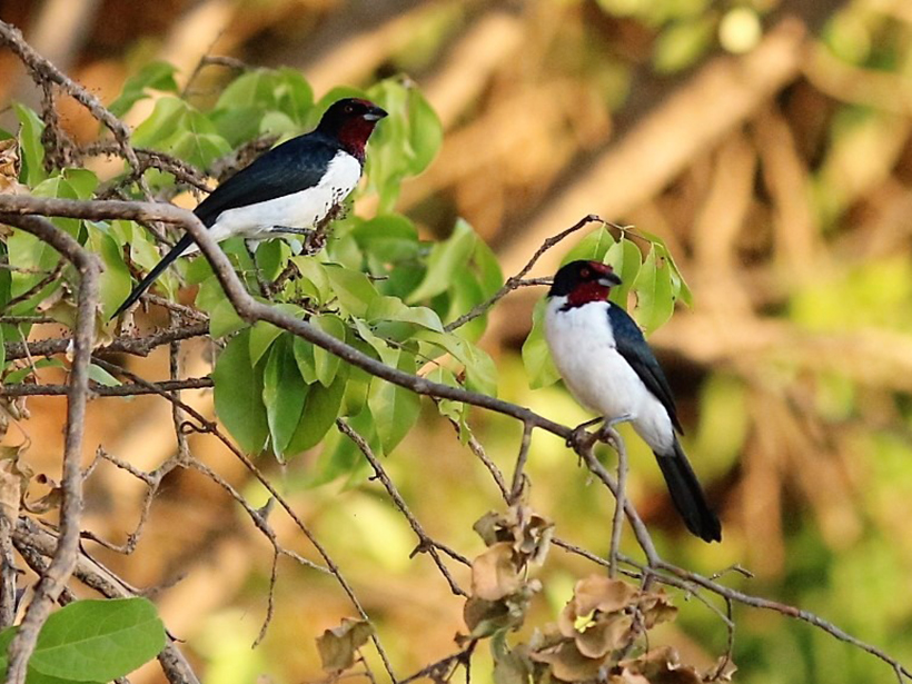 Two crimson-fronted cardinals perch on a leafy branch.