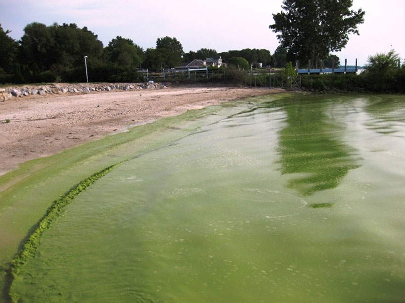 Green-hued water laps the shoreline at a beach on Lake Erie