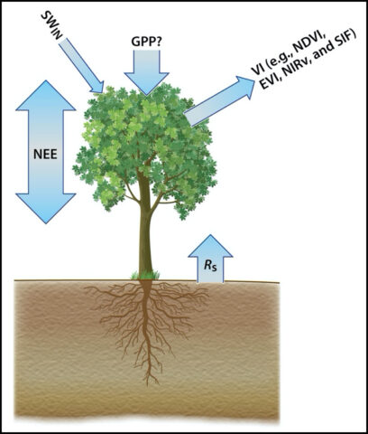 Conceptual diagram showing contributions of different processes contributing to net ecosystem exchange of carbon