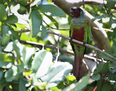 A bright-green parakeet perches on a leafy branch A bright-green parakeet perches on a leafy branch