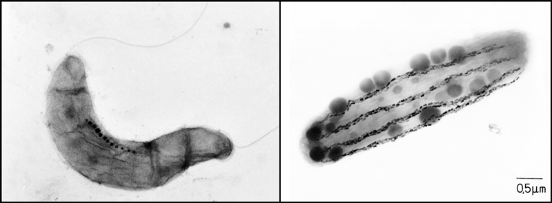 Slide image of magnetite chains in magnetotactic bacteria