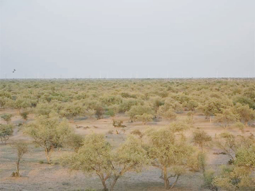 Trees stretch across a patch of desert