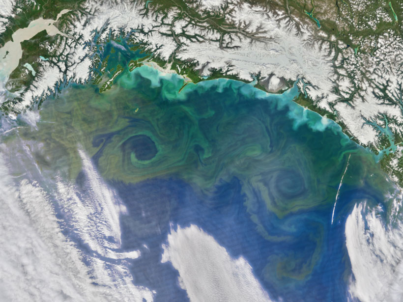 A large swirling plankton bloom is seen in the Gulf of Alaska in this satellite image taken in June 2016