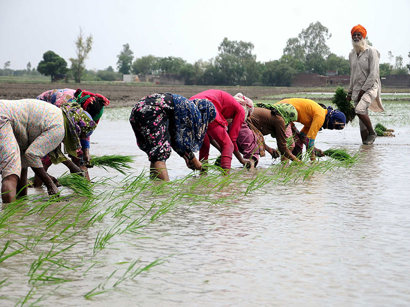 A row of women crouch to plant rice in a flooded paddy