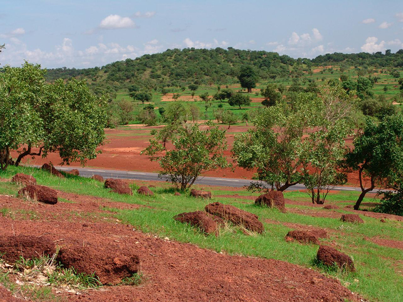 Sparse forest of acacia trees and green grasses and patches of ocher-colored soil, separated from the tree-covered hills in the background by a narrow paved road