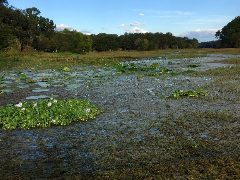Photograph of a lake in northern Florida with degraded water quality and ecosystem damage