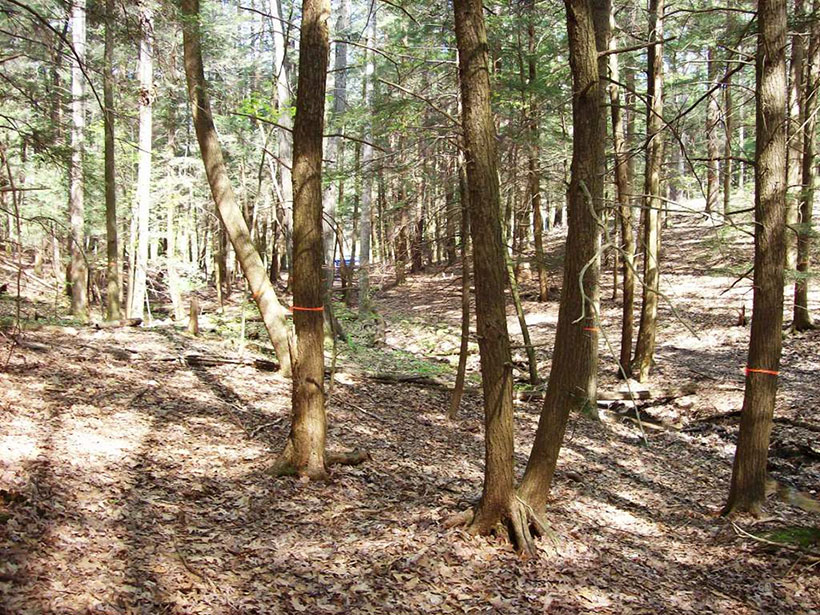 A view of trees within a forest at the Susquehanna Shale Hills Critical Zone Observatory in Pennsylvania
