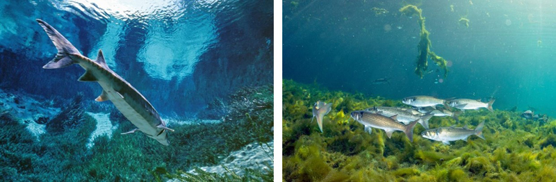 Underwater photographs from 1989 and 2012 at a large spring in Florida showing changes in water quality Underwater photographs from 1989 and 2012 at a large spring in Florida showing changes in water quality