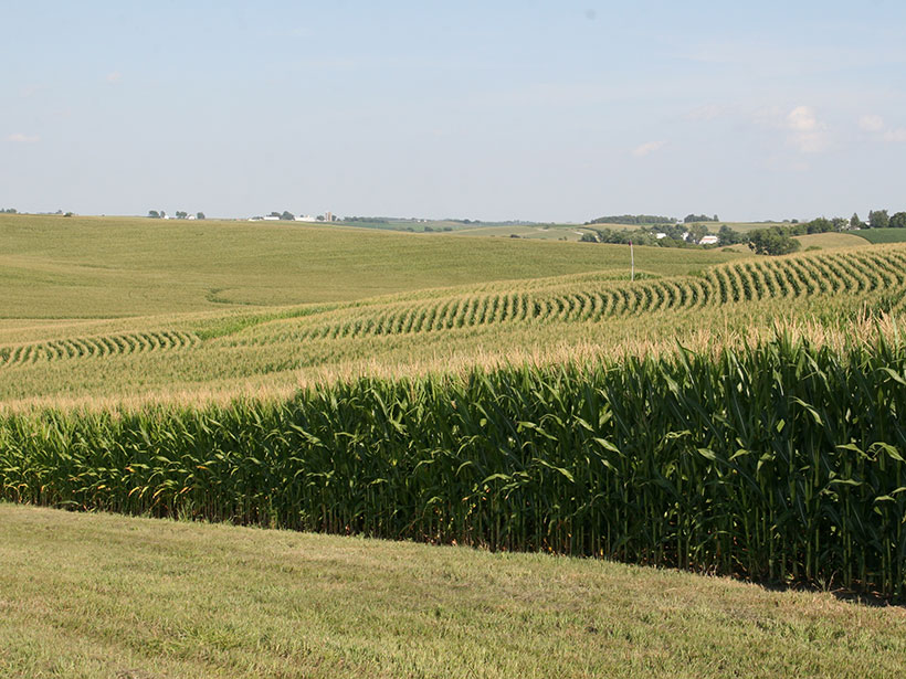 A gently sloping farm field planted with corn
