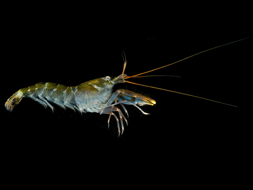 Profile of a shrimp against a black background