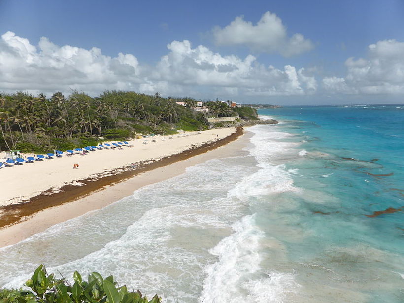 Aerial photo of brown seaweed lining an entire stretch of a beach in Barbados