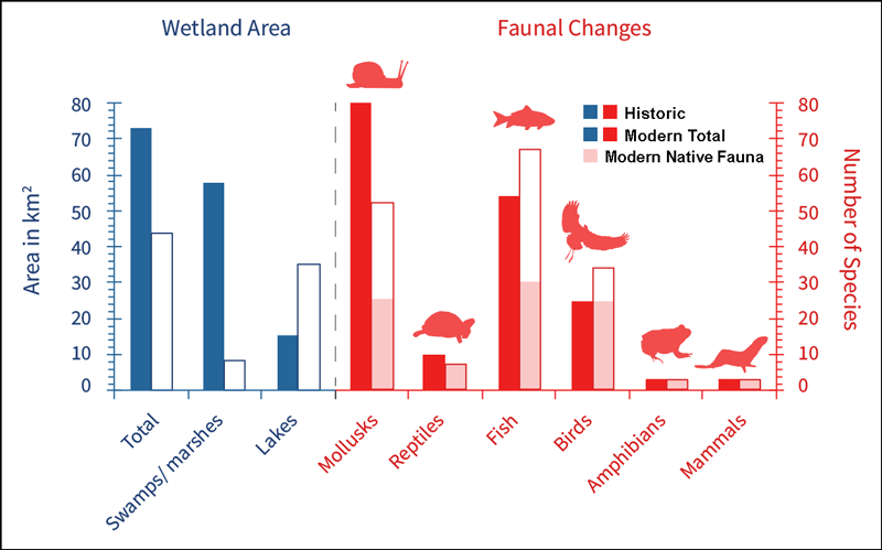 A bar graph showing changes in wetland area, wetland type, and biodiversity in the Cook County region of Illinois from circa 1900 to present day A bar graph showing changes in wetland area, wetland type, and biodiversity in the Cook County region of Illinois from circa 1900 to present day