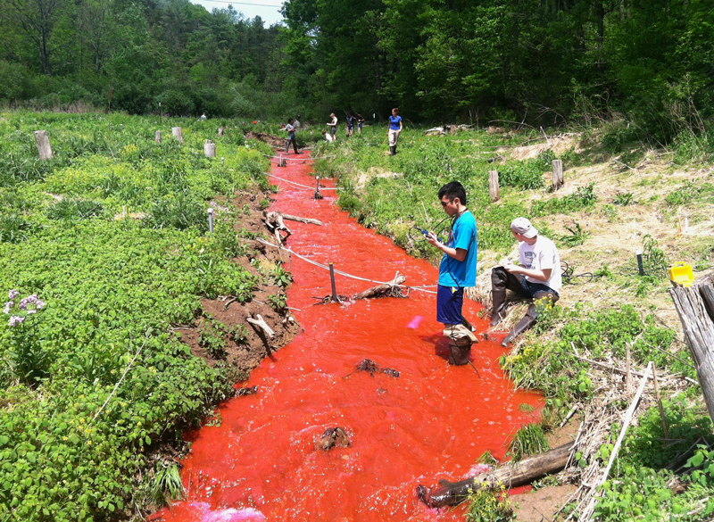 Students stand in a river colored red as they perform a dye test near Shale Hills Critical Zone Observatory in Pennsylvania. Students stand in a river colored red as they perform a dye test near Shale Hills Critical Zone Observatory in Pennsylvania.