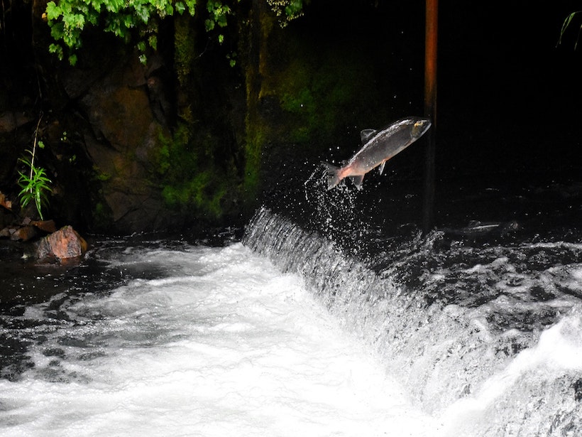 A fish jumps out of the water as it heads upstream