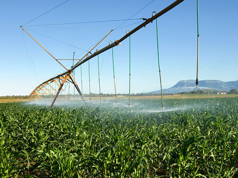 Irrigation machinery sprays water on the green vegetation of a mango farm in South Africa.