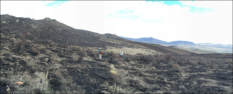 Two researchers carrying equipment hike through a charred hilly landscape