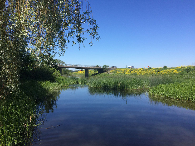 A stream in Sweden with tall green grass on either side