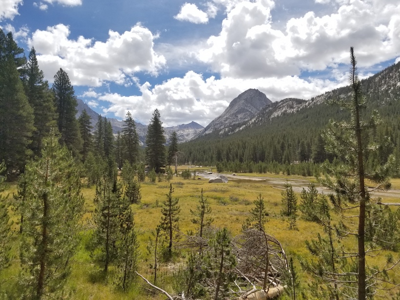 Small conifers grow along the edge of an open grassy meadow along the John Muir Trail.