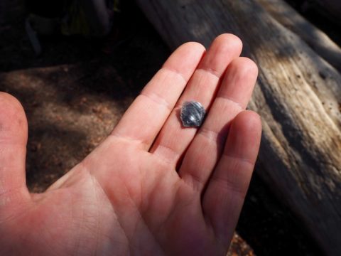 A backpacker shows off a tiny flake of worked obsidian found on the John Muir Trail 