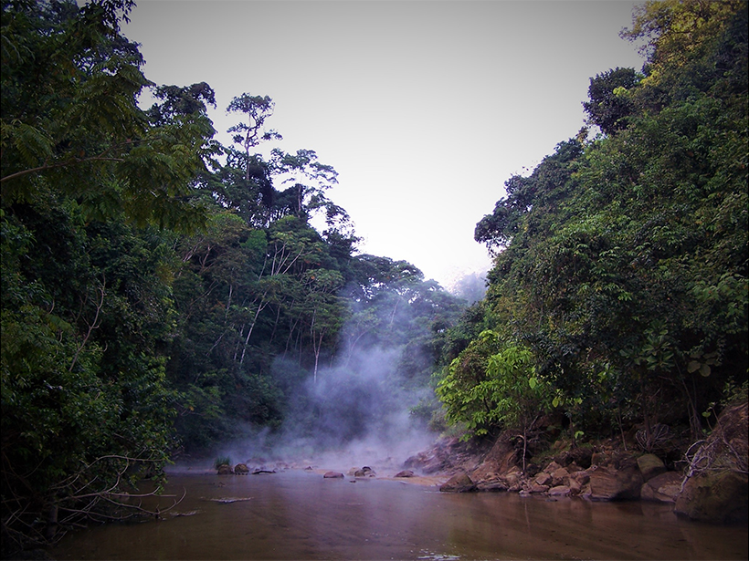 Example of a modern-day rain forest ecosystem