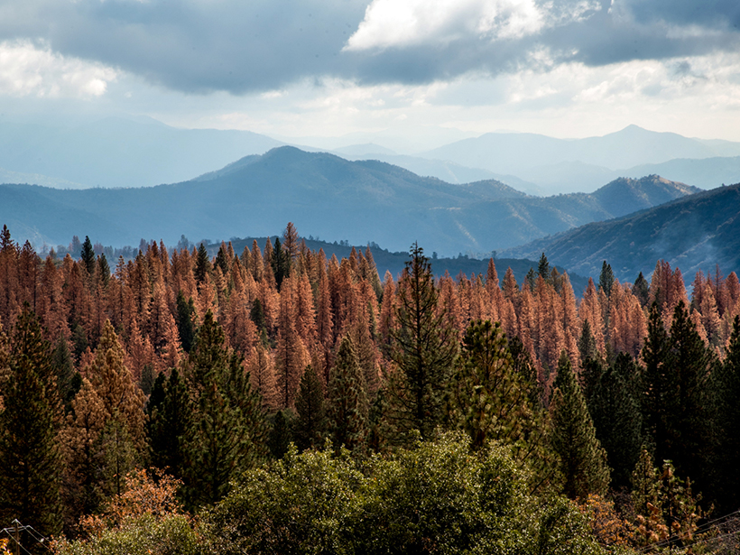 A conifer forest with many dead trees is seen in the foreground, with the Sierra Nevada in the background
