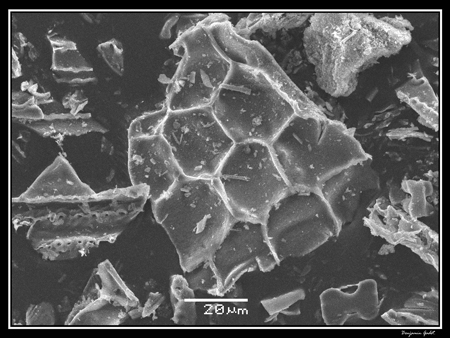 Electron micrograph of phytoliths extracted from elephant grass Electron micrograph of phytoliths extracted from elephant grass