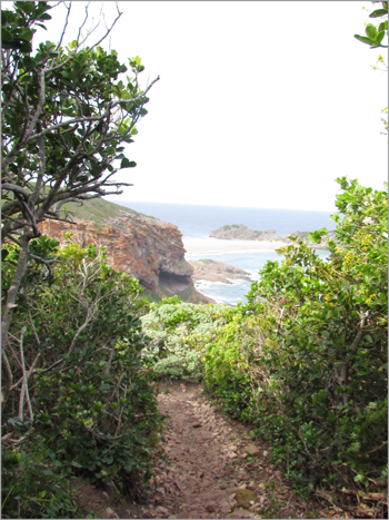 Fynbos vegetation grows near the Nelson Bay Cave archaeological site on the Robberg Peninsula. Fynbos vegetation grows near the Nelson Bay Cave archaeological site on the Robberg Peninsula.