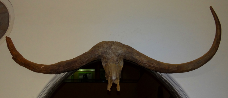 The skulls and horns of a specimen of the extinct giant buffalo Pelorovis antiquus The skulls and horns of a specimen of the extinct giant buffalo Pelorovis antiquus