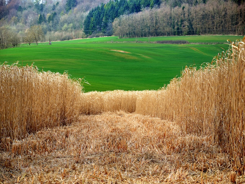 A stretch of Miscanthus grass stands in front of open green space.