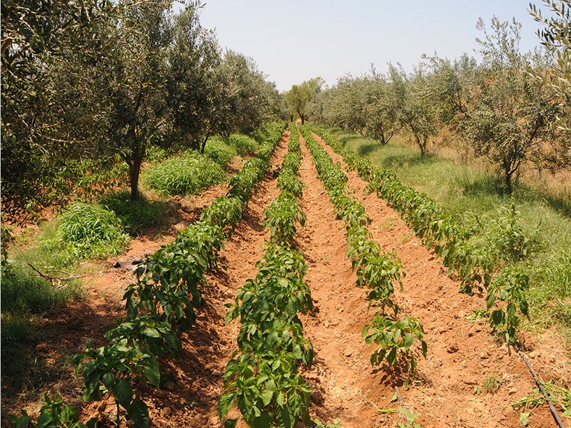 Neat rows of crops grow between rows of trees
