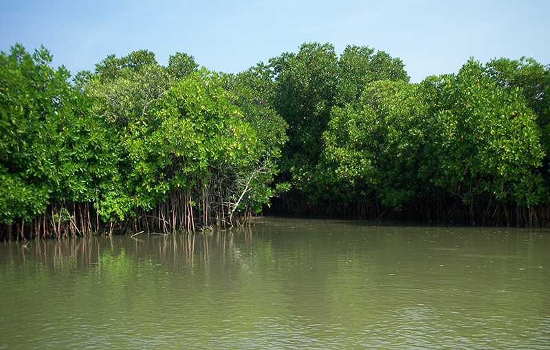 A mangrove forests rises from a muddy coastline.