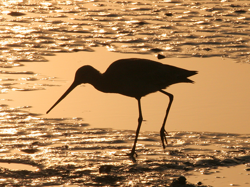 A sandpiper standing in mud