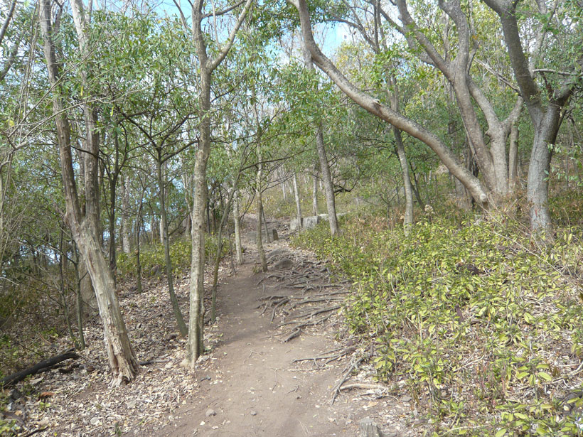 Trail in a dry forest on Saint Lucia