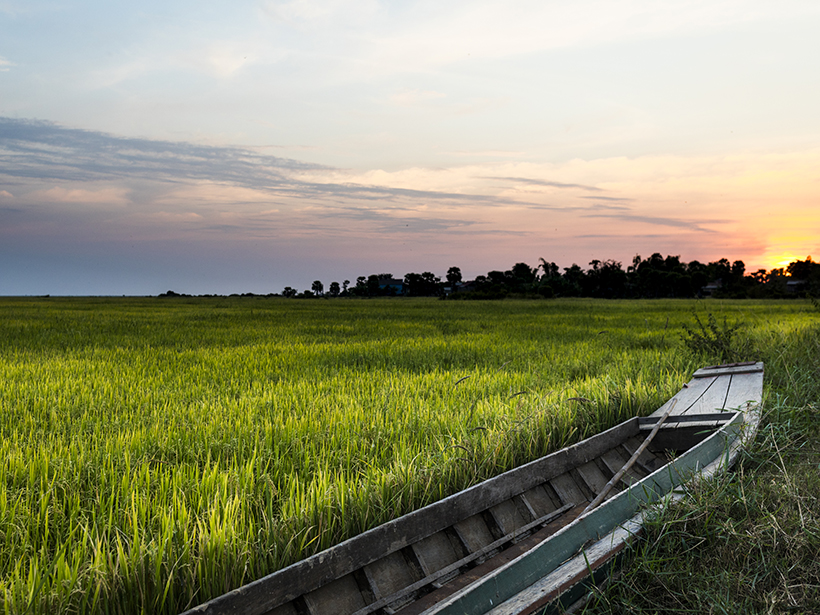 The Sun sets over a rice field in Cambodia.