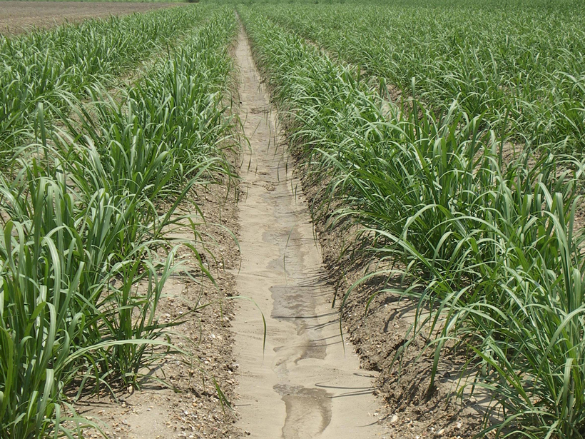 Watery mud accumulates between rows of crops.