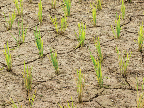 Green shoots rise from dry, cracked soil.