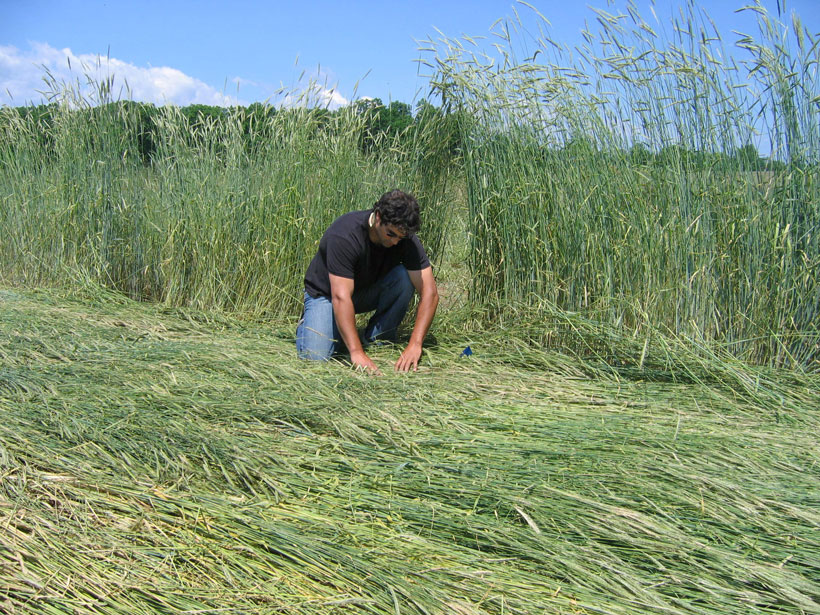 Research ecologist Steven Mirsky evaluates a cereal rye cover crop.