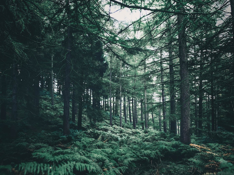 A forest with boreal trees rich in leaves and vegetation
