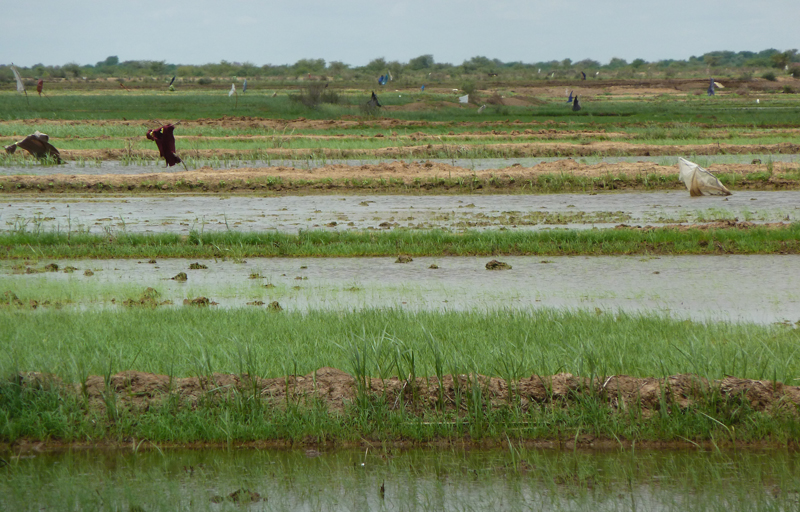 A flooded paddy field in Senegal River Valley